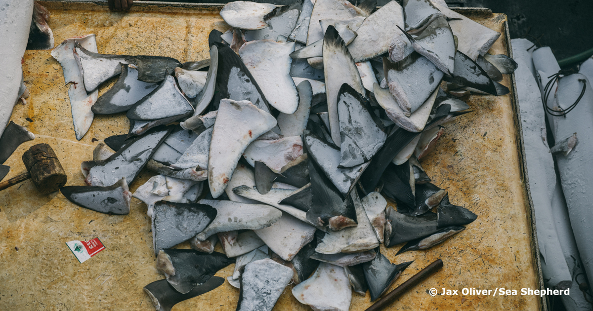 At-sea inspections reveal shark-finning practices in the Western Indian ...