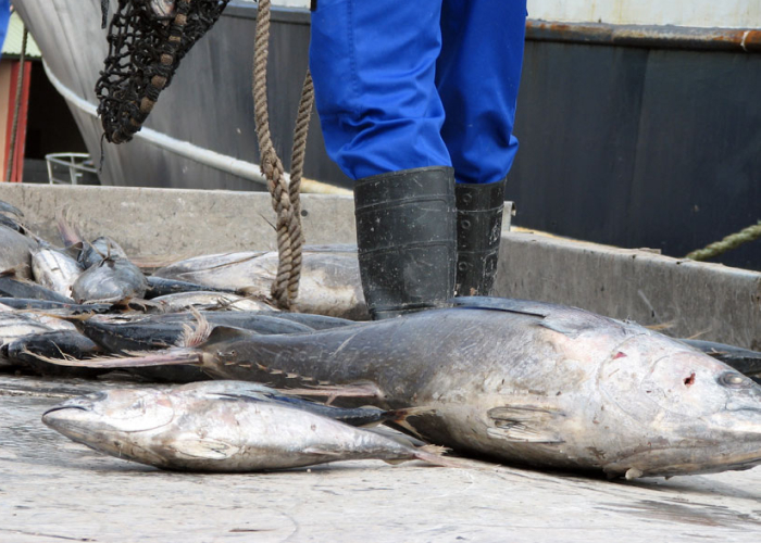 Front cover for Illegal fishing in West Africa