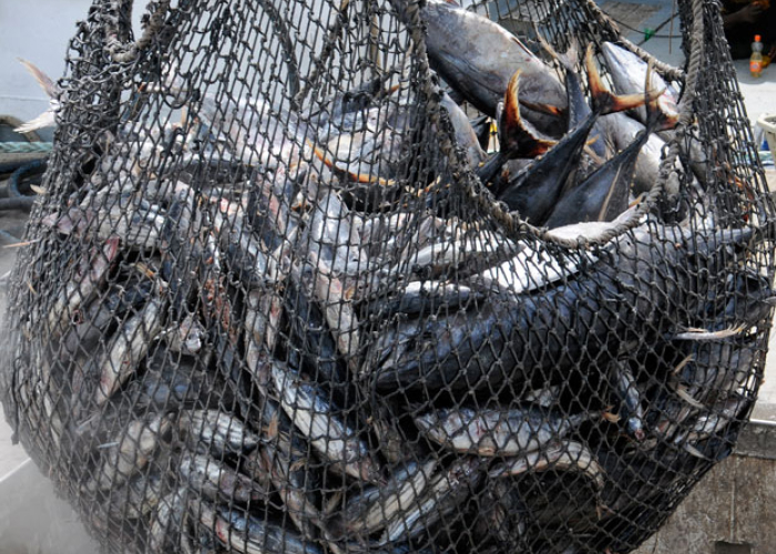 Front cover for Africa fights back against accusations of fraudulent fishing licences