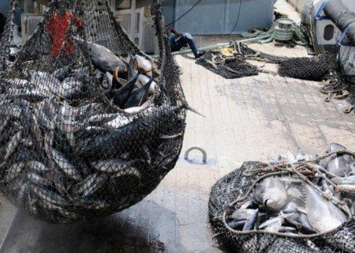 Front cover for Further illegal tuna fishing detected in Liberia