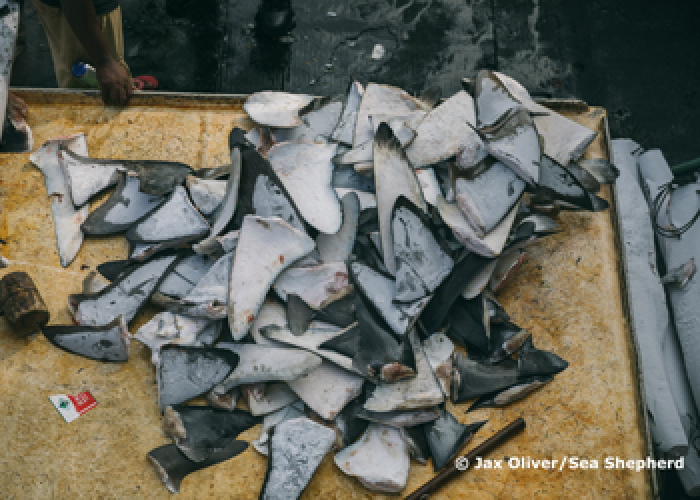 Front cover for At-sea inspections reveal shark-finning practices in the Western Indian Ocean