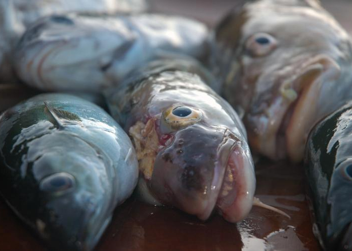 Front cover for Improving Governance to Combat Illegal Fishing in Africa