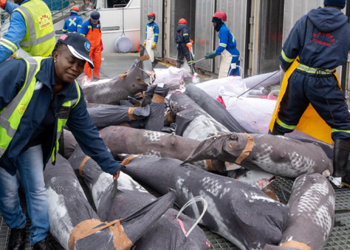 Front cover for “The seriousness with which you take risk assessments shows how committed you are to your work” – say Namibian fisheries officers