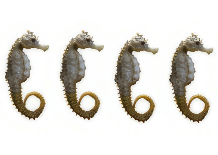 Front cover for TRAFFIC report highlights unsustainable trade in seahorses